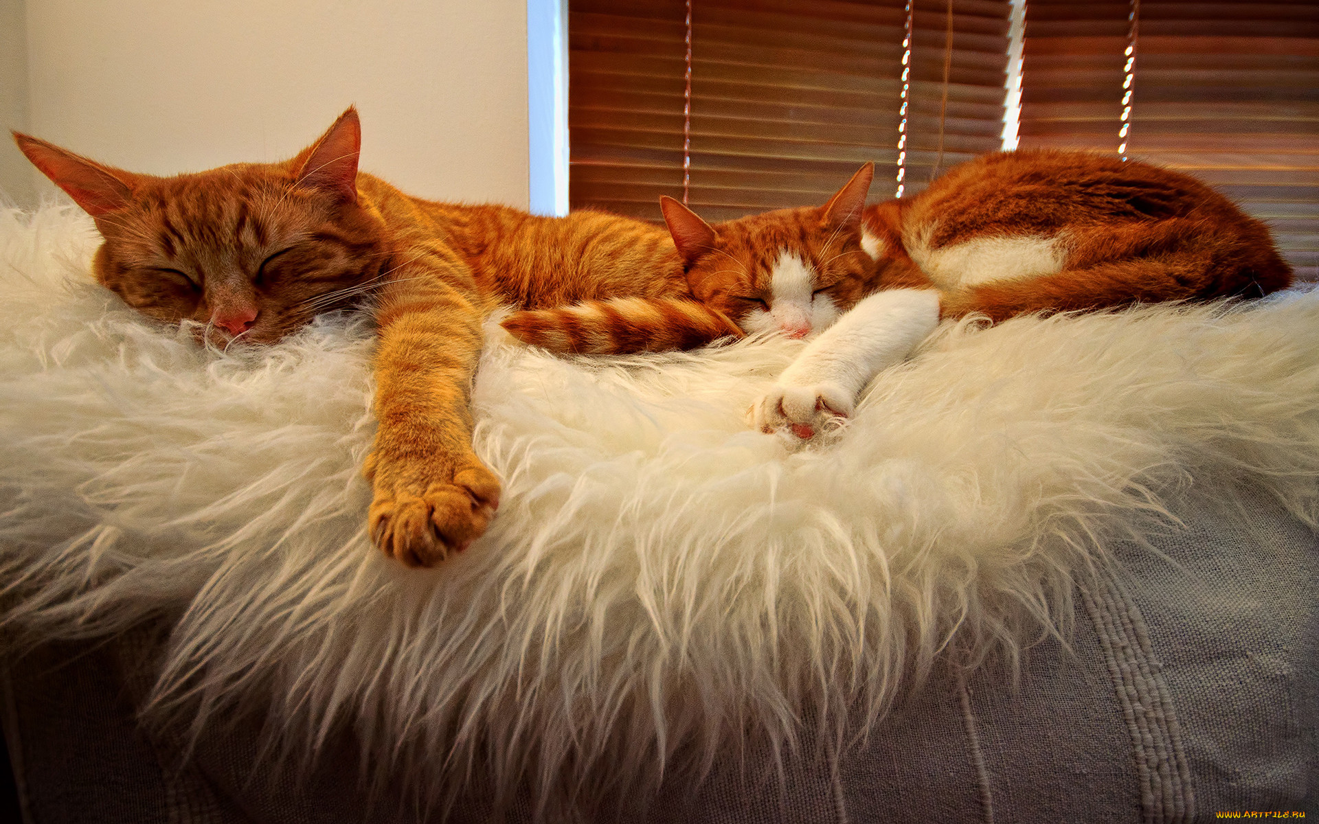 , , cats, tabbies, orange, sleeping, buddies
